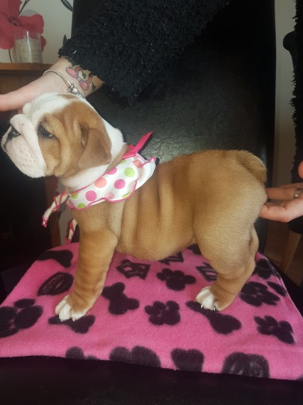 Regalo Bulldog inglese cuccioli disponibili