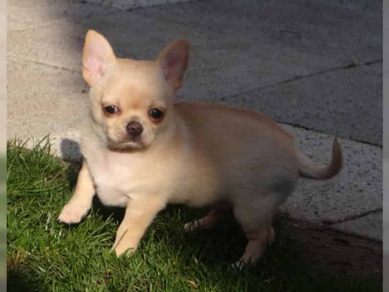 REGALO Cuccioli dolce e bella chihuahua toy