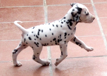 Adorabili cuccioli di dalmata femminucce e maschietti disponibili per l'adozione gratuita i cuccioli