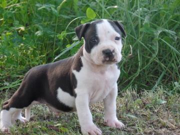 Cuccioli American Staffordshire Terrier 