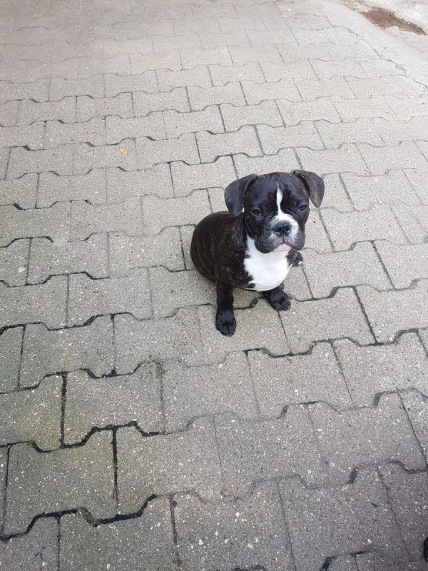 Sani maschio e femmina cuccioli di bulldog francese per adozione 