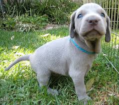 Abbiamo disponibili cuccioli di weimaraner Maschietti e Femminucce