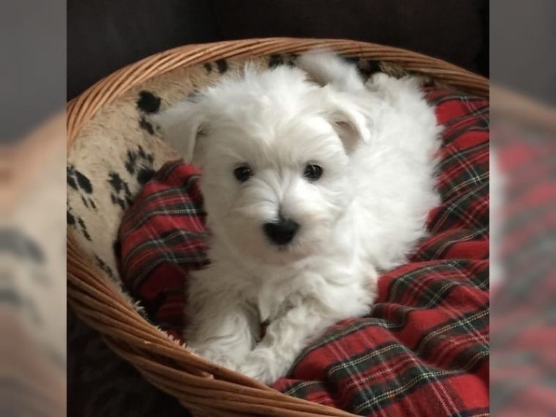 Molto bella e sani cuccioli di West highland per adozione maschi e femmine disponibili (gratis) 
