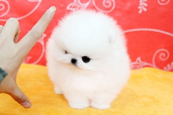 Regalo Cuccioli di Pomerania maschio e femmina disponibili ,