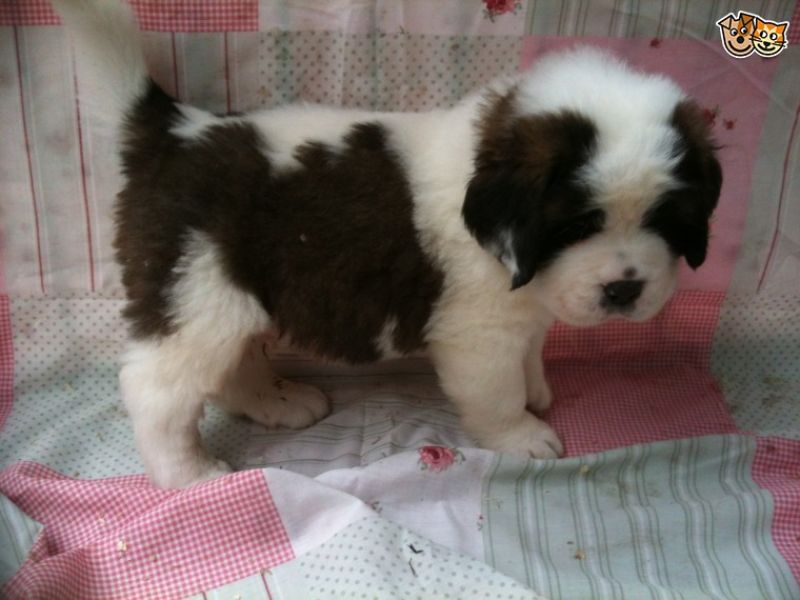 Regalo adorabili cuccioli san bernardo femminucce e maschietti disponibili