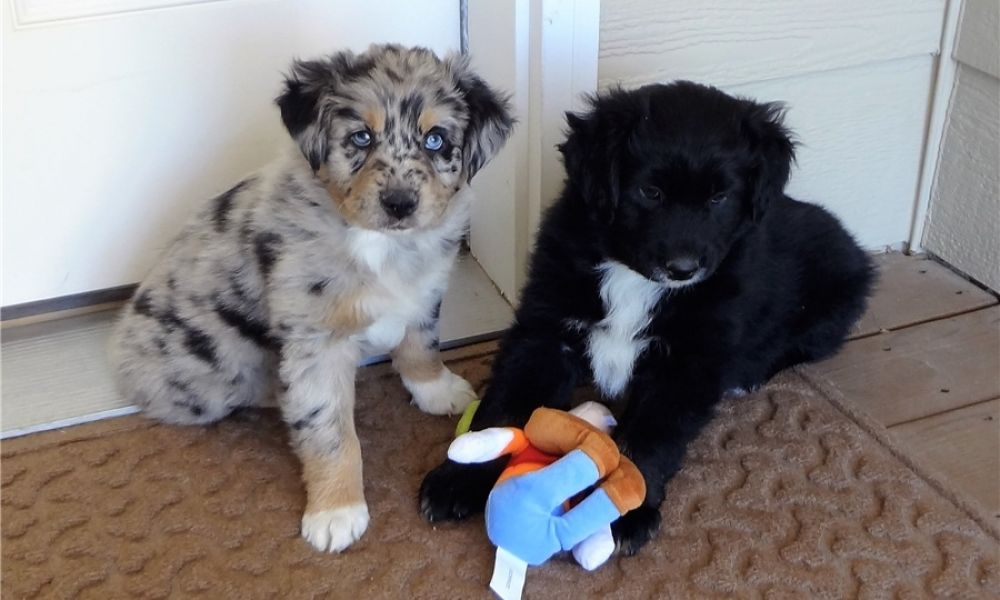 Regalo Cucciolo di Pastore australiano in pronta consegna i cuccioli verranno Dato dopo 90 giorni da