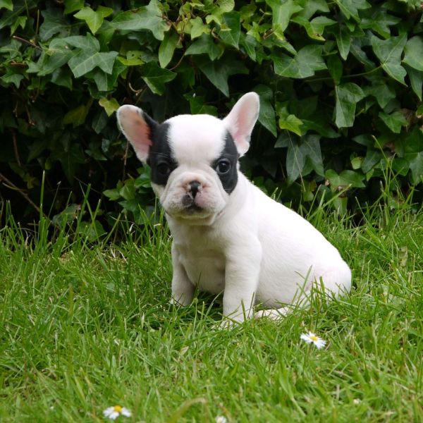 Buoni e premurosi cuccioli Bulldog francesi in adozione