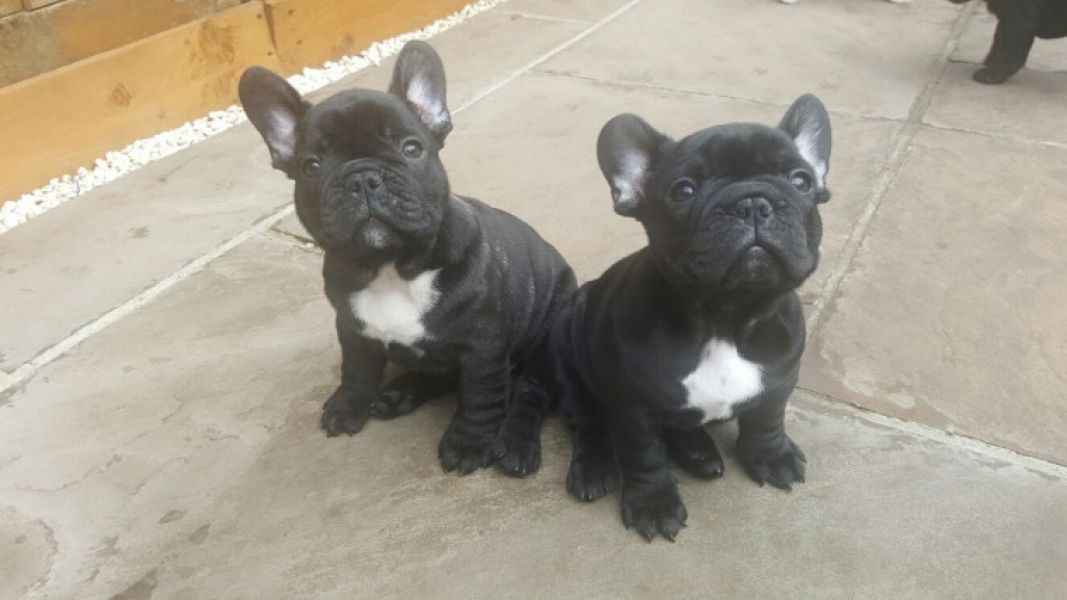 REGALO Cuccioli di Bulldog Francese