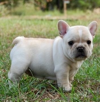 Cuccioli di bulldog francese