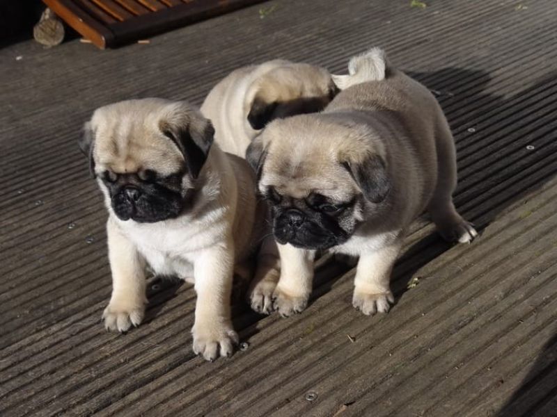 3 cuccioli di carlino a REGALO!!!