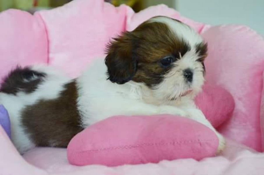 Molto bella e sani cuccioli di shih tzu per adozione maschi e femmine disponibili (gratis) 