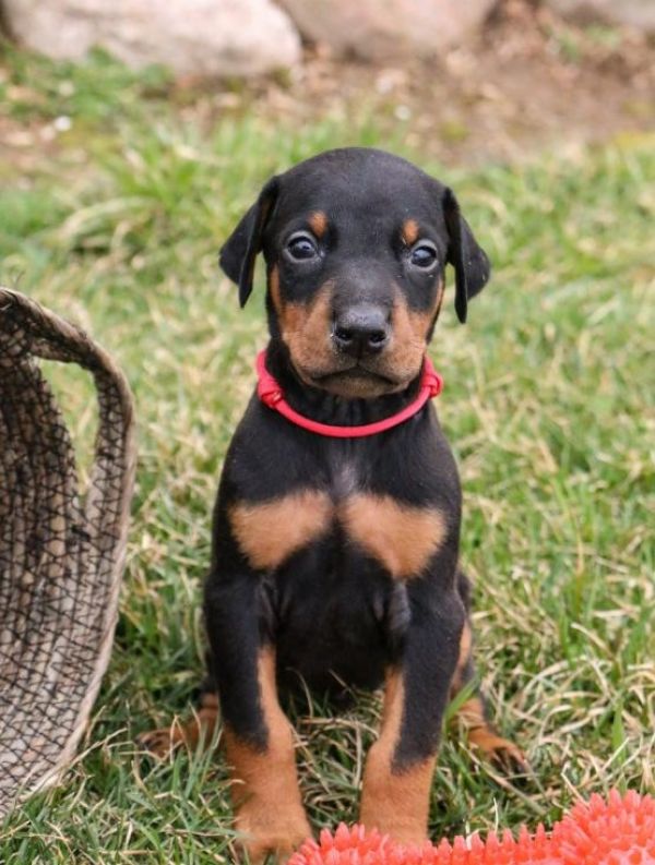 Regalo Dorberman cuccioli introvabili cuccioli di Dorberman intelligenti e dolcissimi attaccati al p