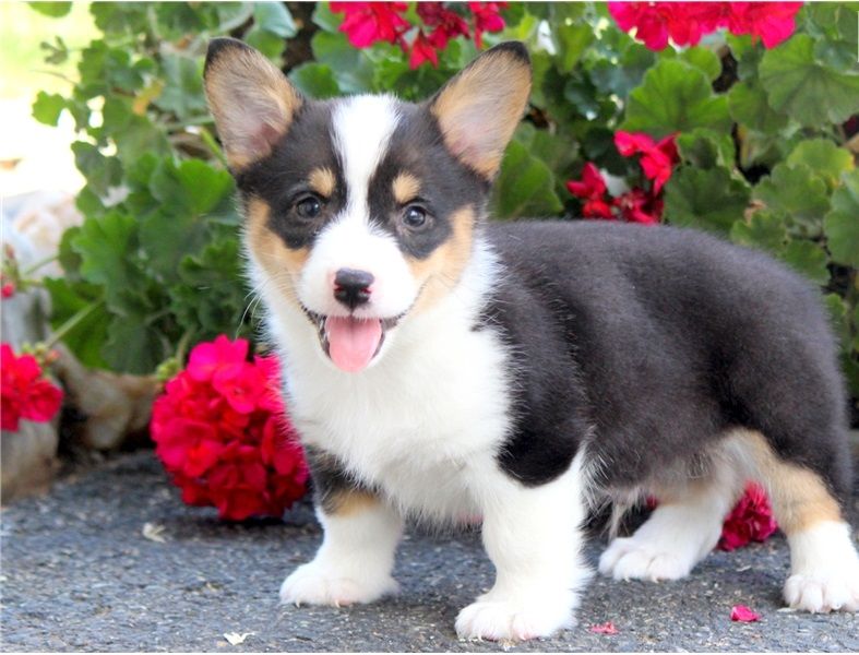 Regalo Pembroke Welsh Corgi  cuccioliato disponibili