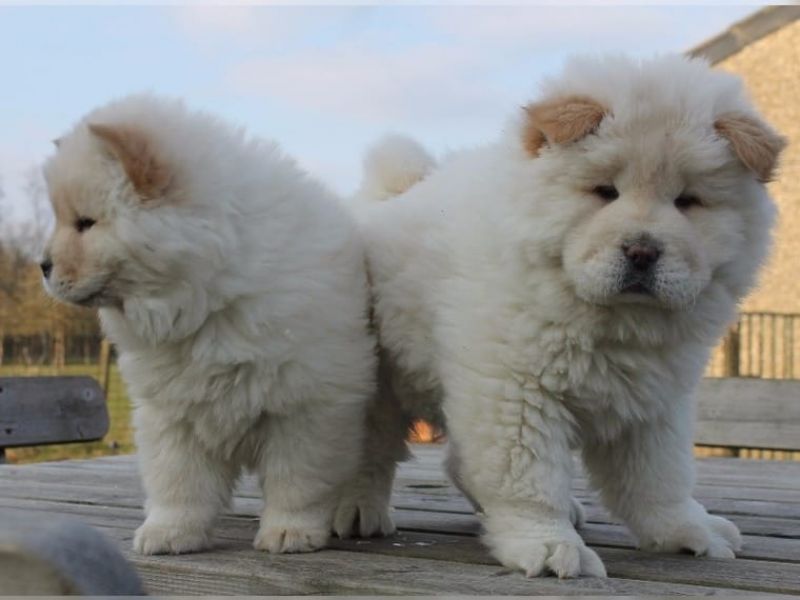Regalo chow chow maschio e femmina
