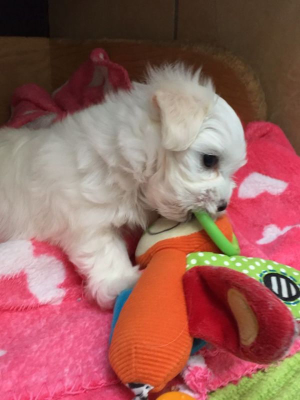 Cuccioli maltese mini toy con pedigree 