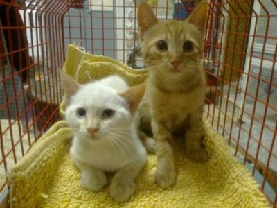 Petronio e Licino gattini in cerca di casa