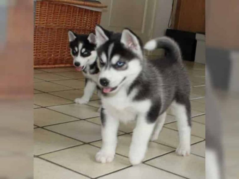  Regalo Siberian Husky cuccioli, maschio e femmina