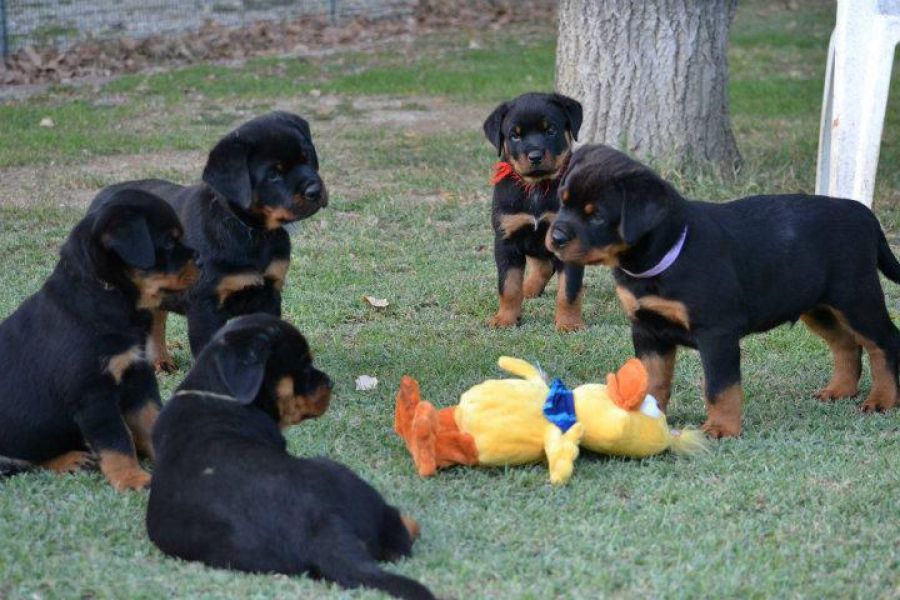Cuccioli di Rottweiler maschi e femmina