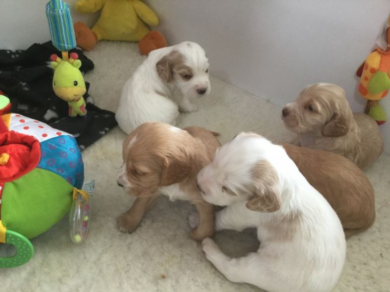 REGALO Cuccioli Coker Spaniel