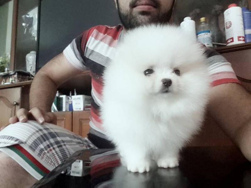 Regalo Pomerania cuccioliato disponibili