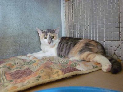 Callie gattina calico diluita
