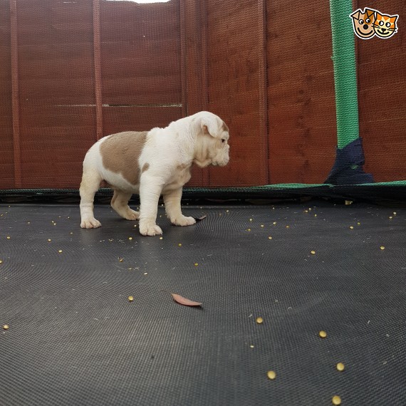 Regalo Bulldog inglese cuccioli disponibili