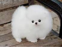 Regalo Cuccioli di Pomeranian Toy