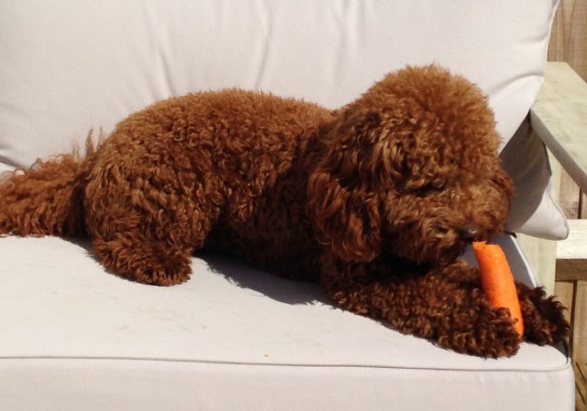 Regalo abbiamo cuccioli di barboncino