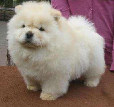 Adorabili cuccioli di chow chow femminucce e maschietti disponibili per l'adozione gratuita i cuccio