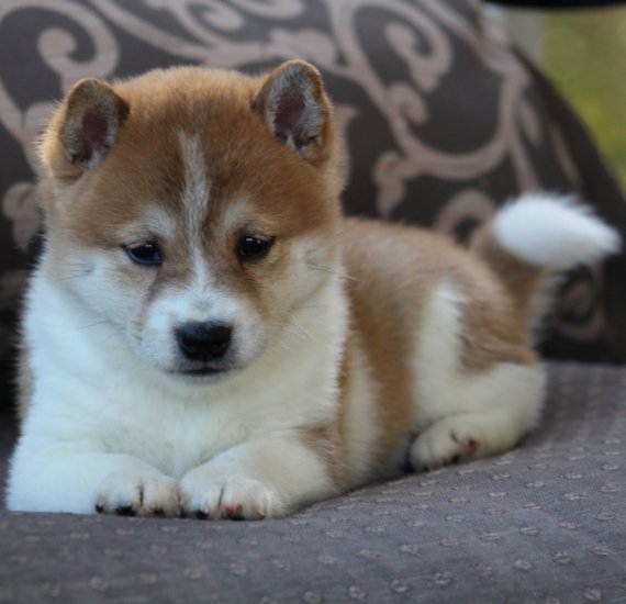 Shiba inu cuccioli in regalo