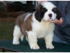 Adorabili cuccioli di san bernardo femminucce e maschietti disponibili