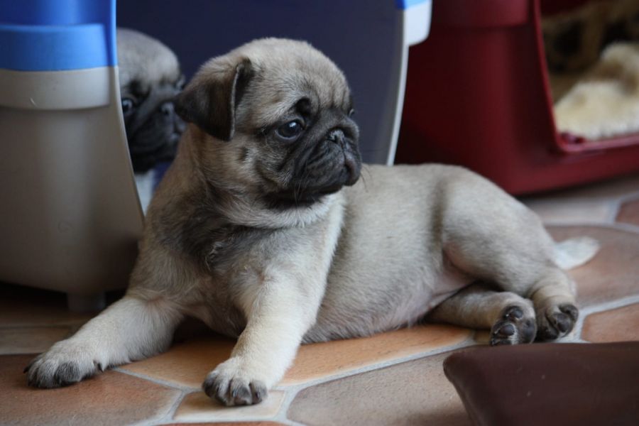  regalo cuccioli di carlino  disponibili per l'adozione