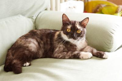 Micia Gea giovane adulta manto calico