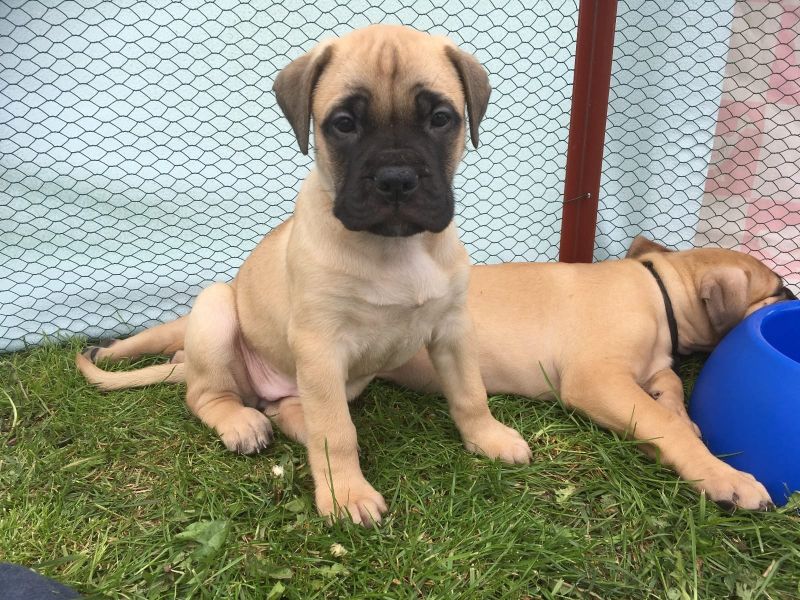  cuccioli di bullmastiff  per adozione ( maschio e femmina )