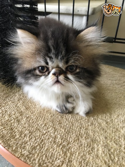  Belle gattini persiano