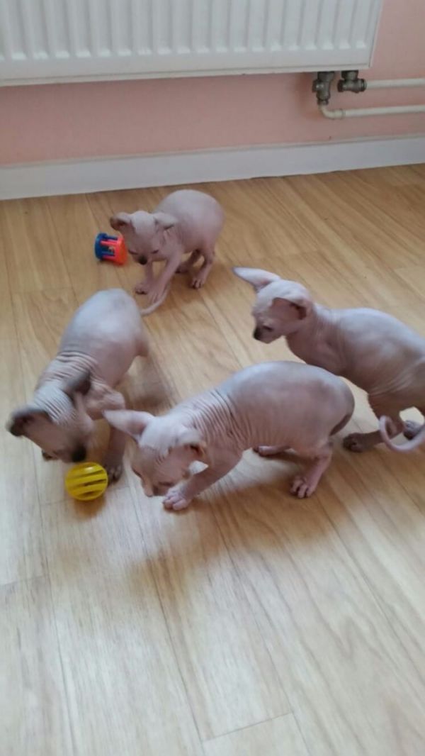 Gattini di Sphynx   per adozione ( maschio e femmina )