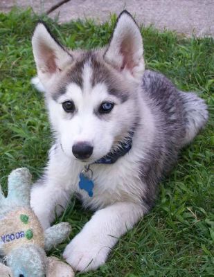  DUE CUCCIOLI BELLA SIBERIAN HUSKY ITALIANI PRONTI ORA! >>