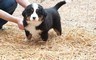 Disponibili bellissimi cuccioli di bovaro del bernese