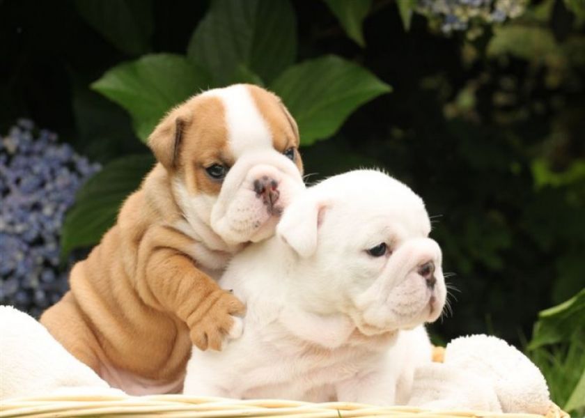  cuccioli di bulldog inglise  per adozione ( maschio e femmina )