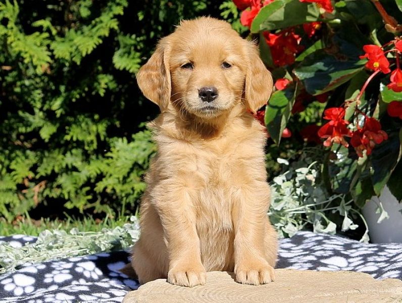 Regalo Cuccioli di Golden retriever in pronta consegna