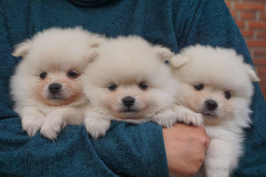  Cuccioli volpini spitz pomerania 