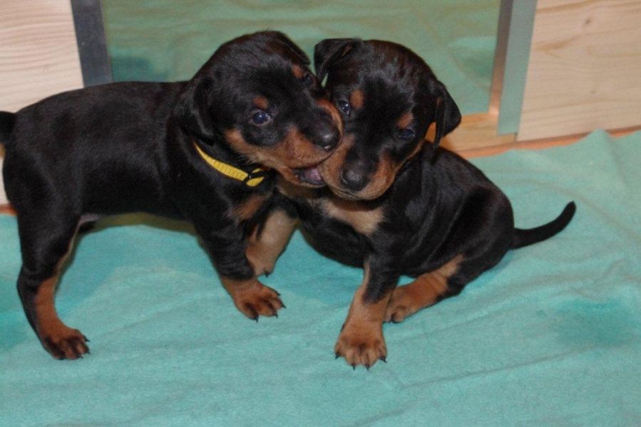 Regalo cuccioli di pinscher 