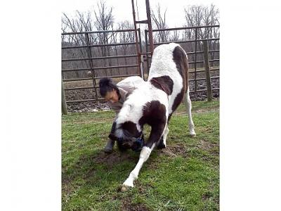 due regalo cavalli frisone per natale