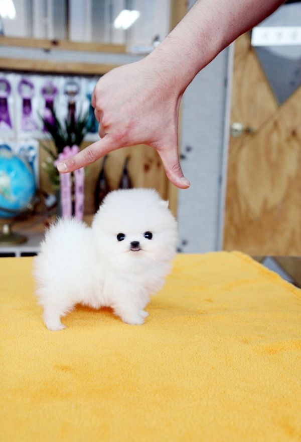 Piccoli cuccioli di Pomerania