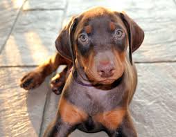 Meraviglioso Doberman Maschile e Femminile Cuccioli