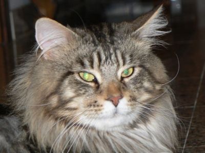cuccioli di maine coon