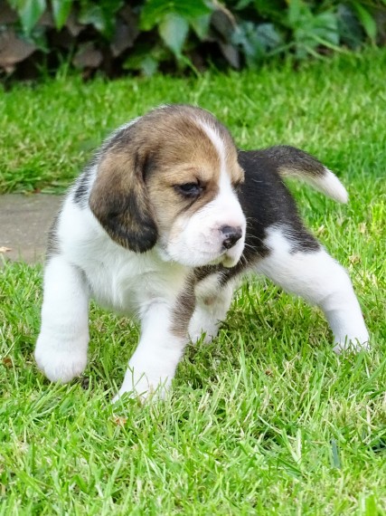 REGALO Cuccioli dolce e bella Beagle