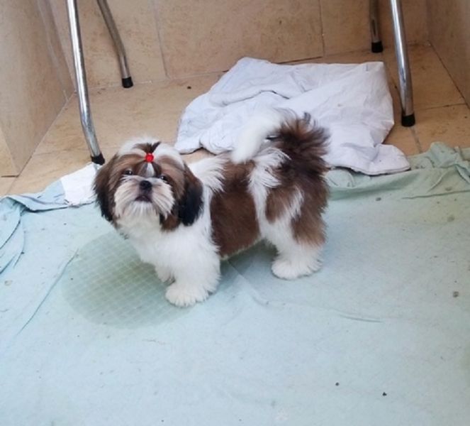 Regalo Shih Tzu cuccioliato disponibili