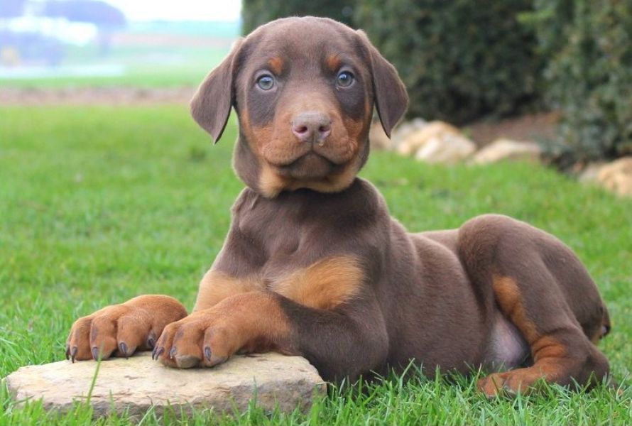 Regalo Cuccioli di Dorberman  in pronta consegna i cuccioli verranno Dato dopo 90 giorni dalla nasci