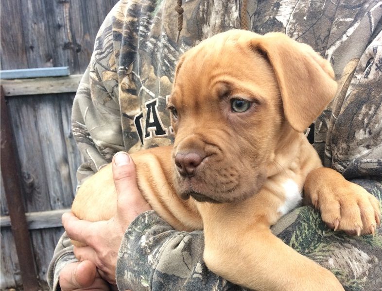 Regalo Cuccioli di Dogue de bordeaux in pronta consegna i cuccioli verranno Dato dopo 90 giorni dall